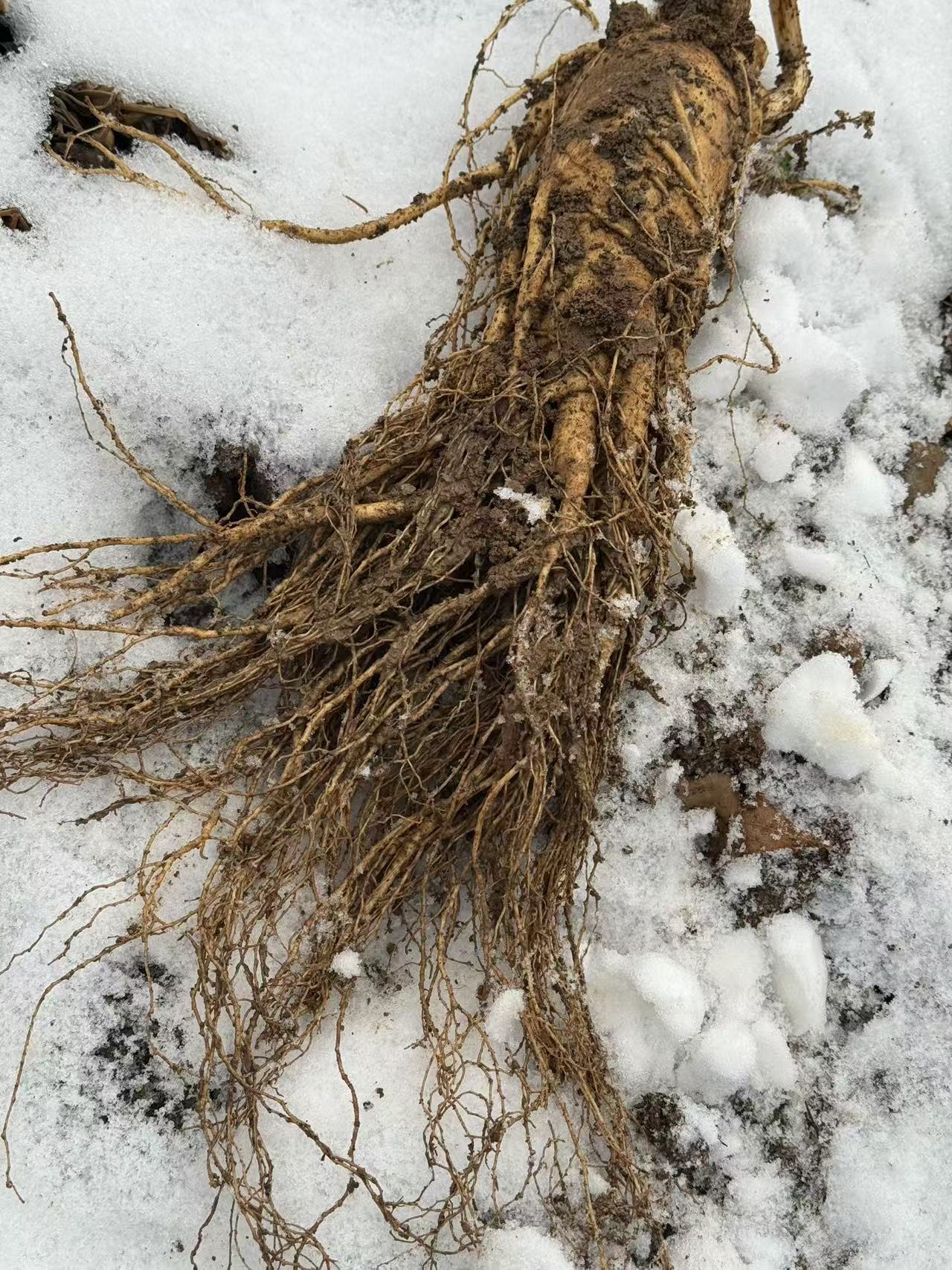 养生健康人参农产品【