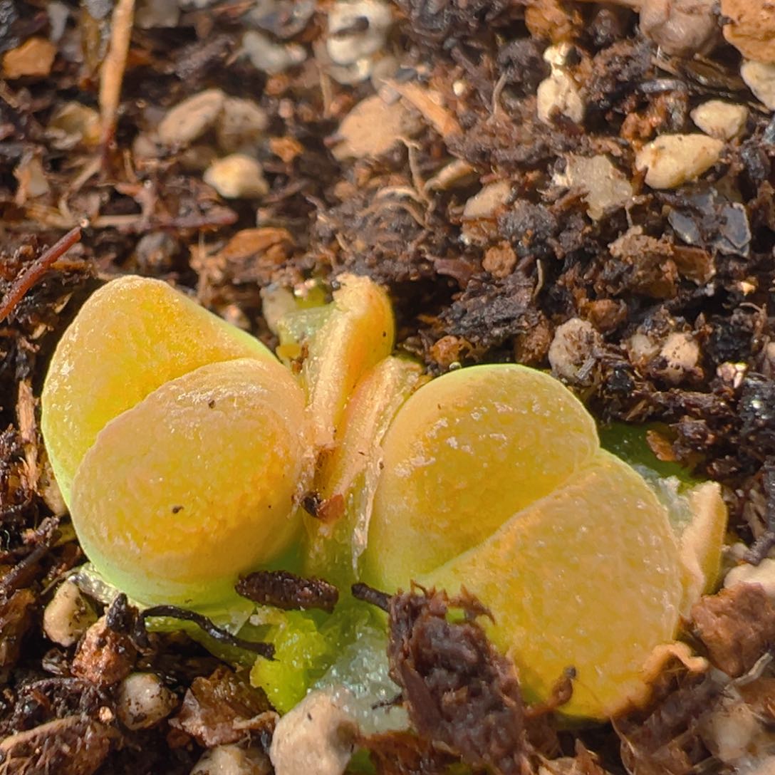 32多肉植物百科知识
