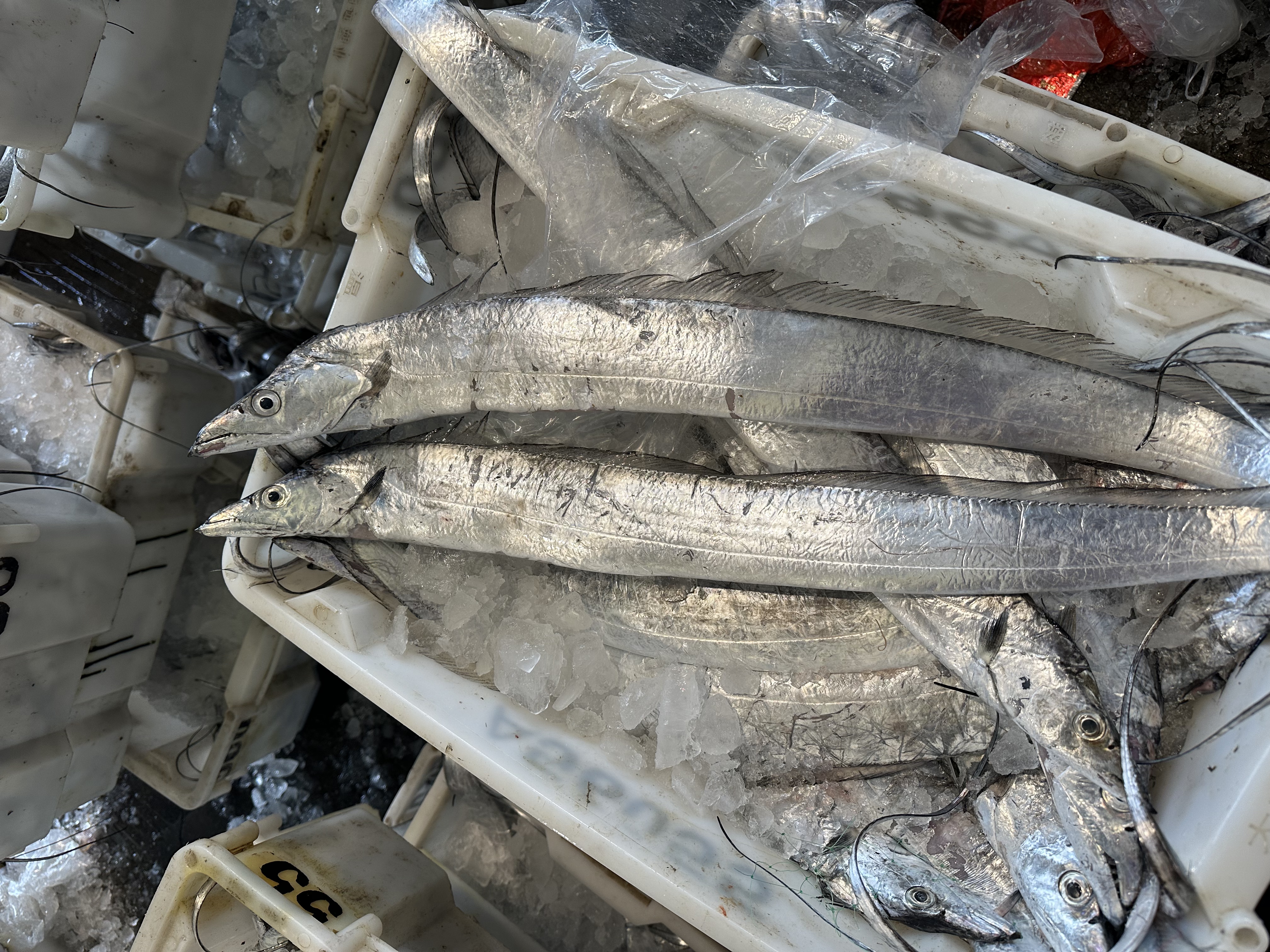 4斤带鱼4条左右东海本港油带鱼顺丰包邮