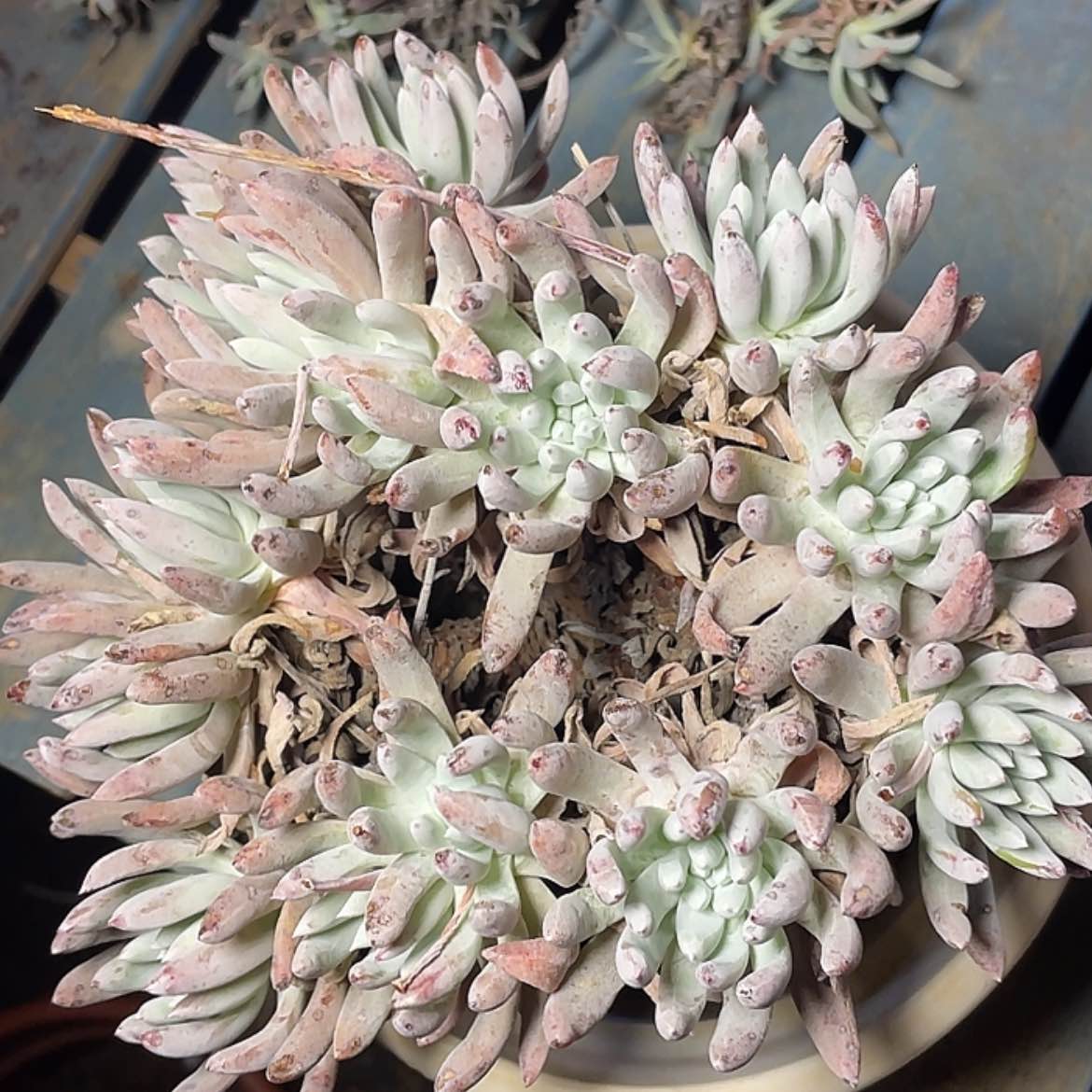 【闪购商品】仙女杯