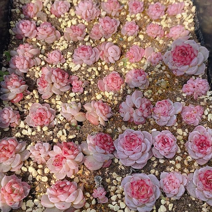 210 多肉植物盆栽花卉植物