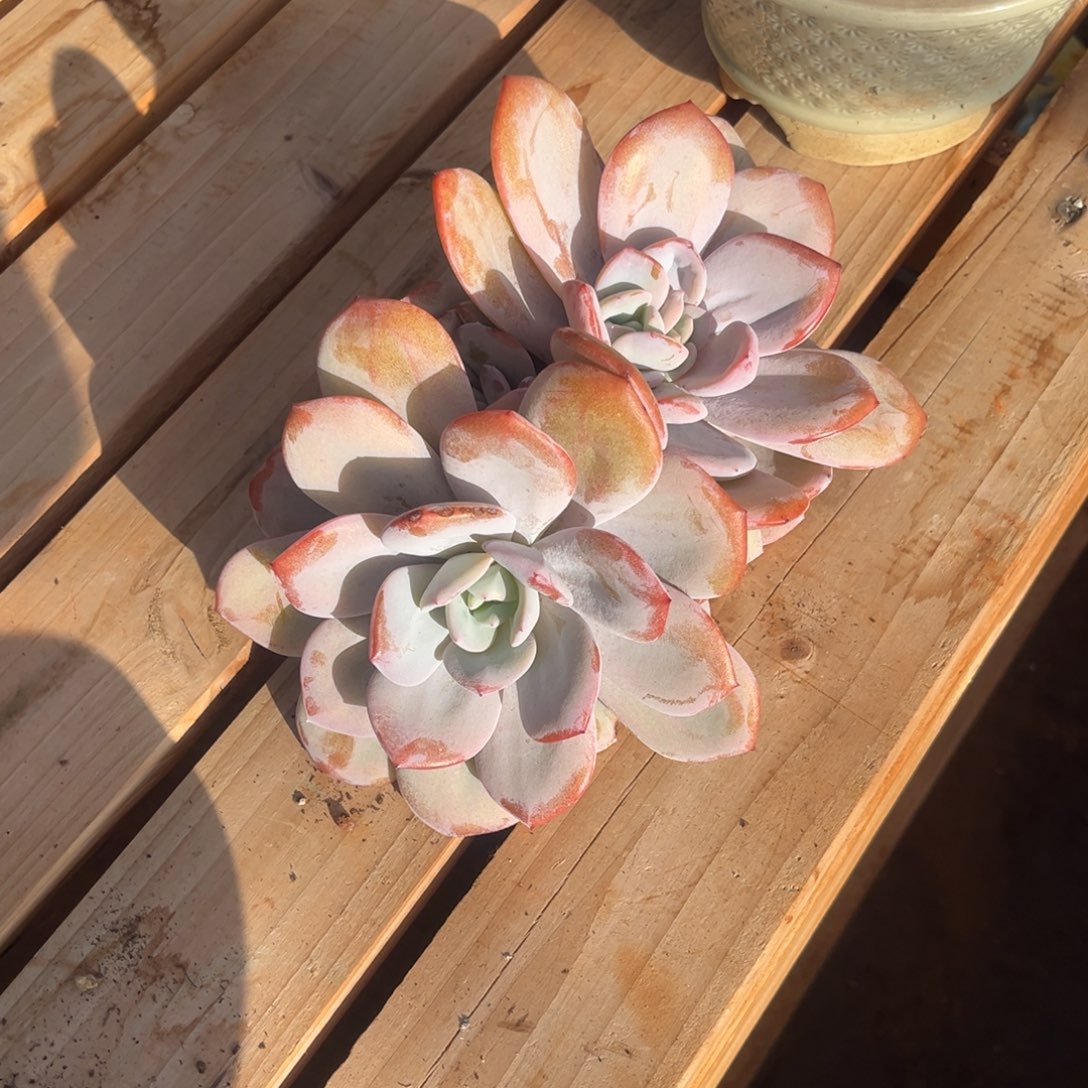 香***香奶茶群生一物一拍