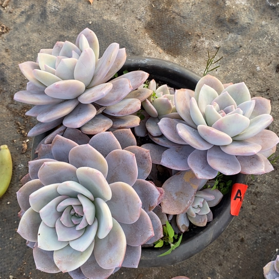 红茶三大头起发老桩，230杯