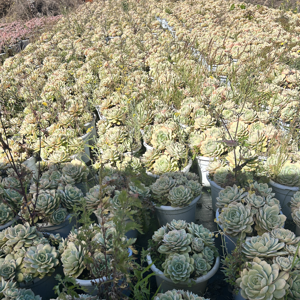 超大恋曲  大手捧脱土发货