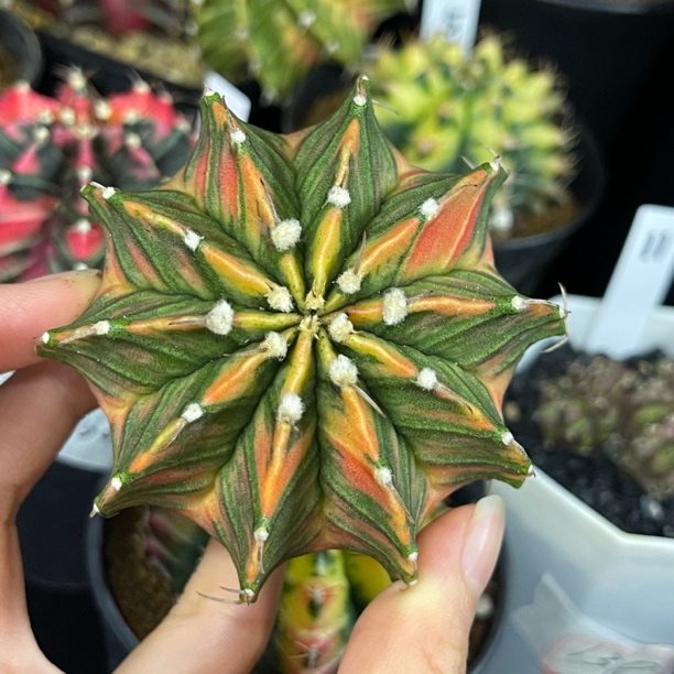 米肋 一物一拍 脱土发货