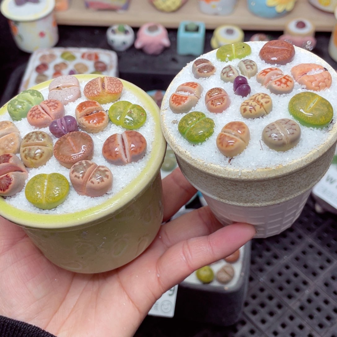 w1580 带盆土发货零下-地区拍保温箱