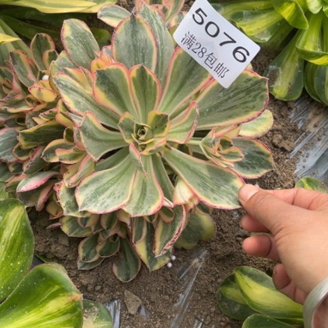 青花瓷多肉多肉5976