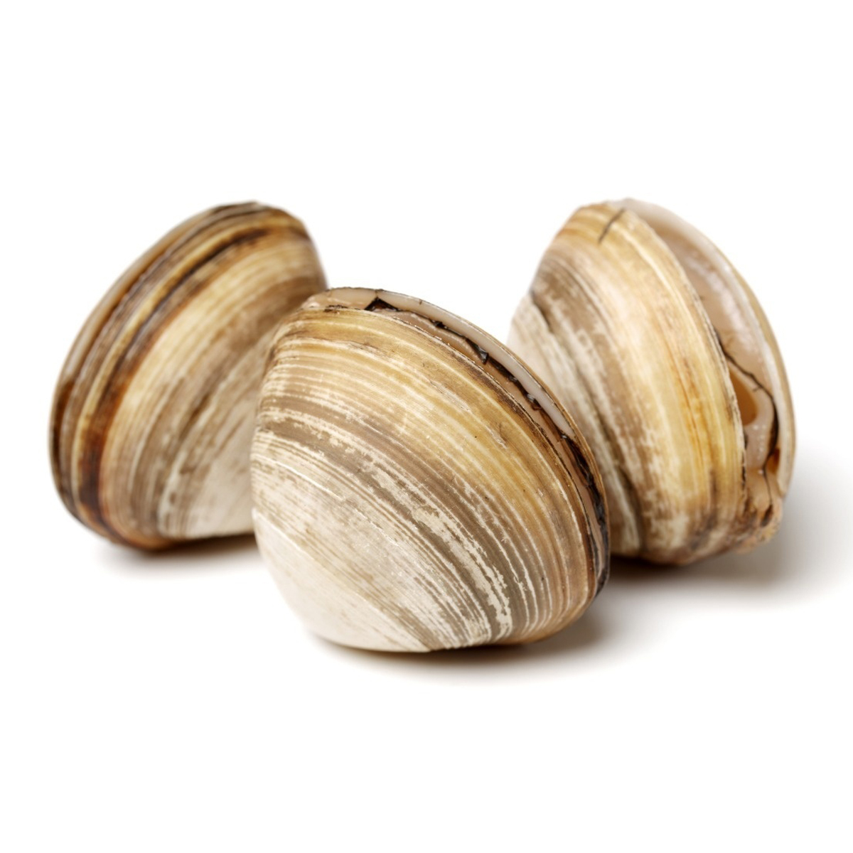 【鲜活】无沙花蛤500g/份