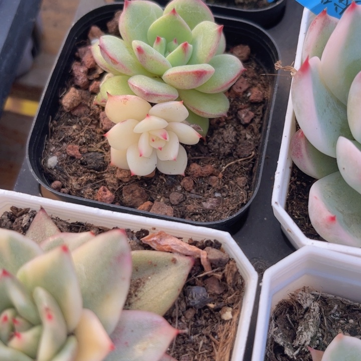 三文鱼锦多肉植物106