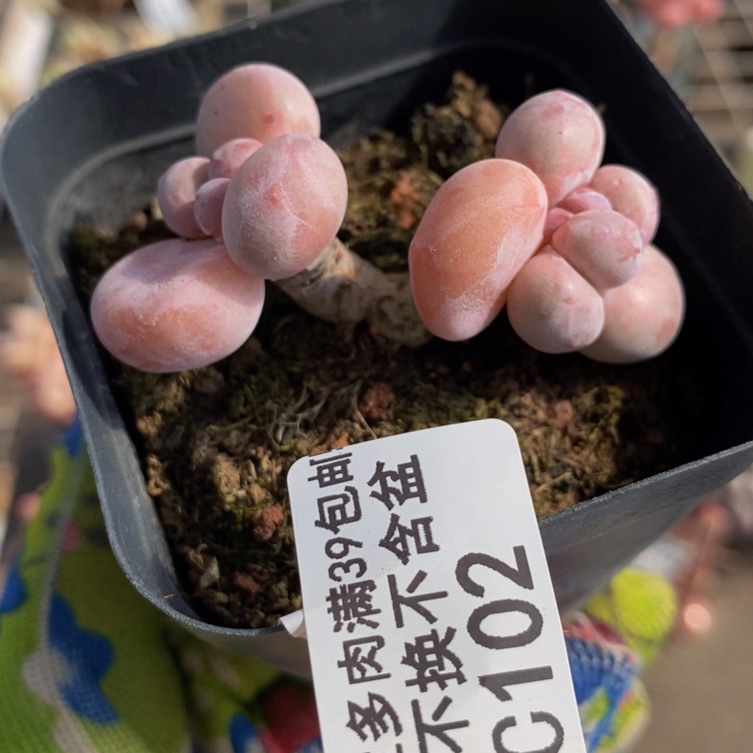 香芋奶酪102/4c n