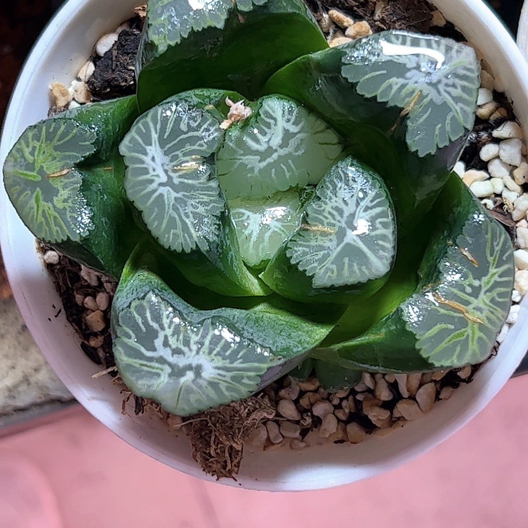 花玲母本十二卷多肉植物