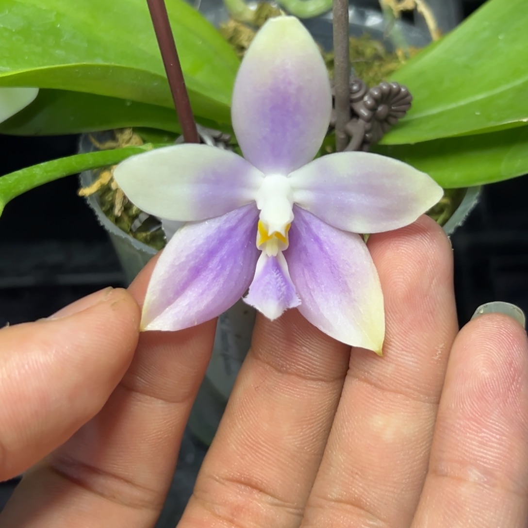 完全开放l338n6506