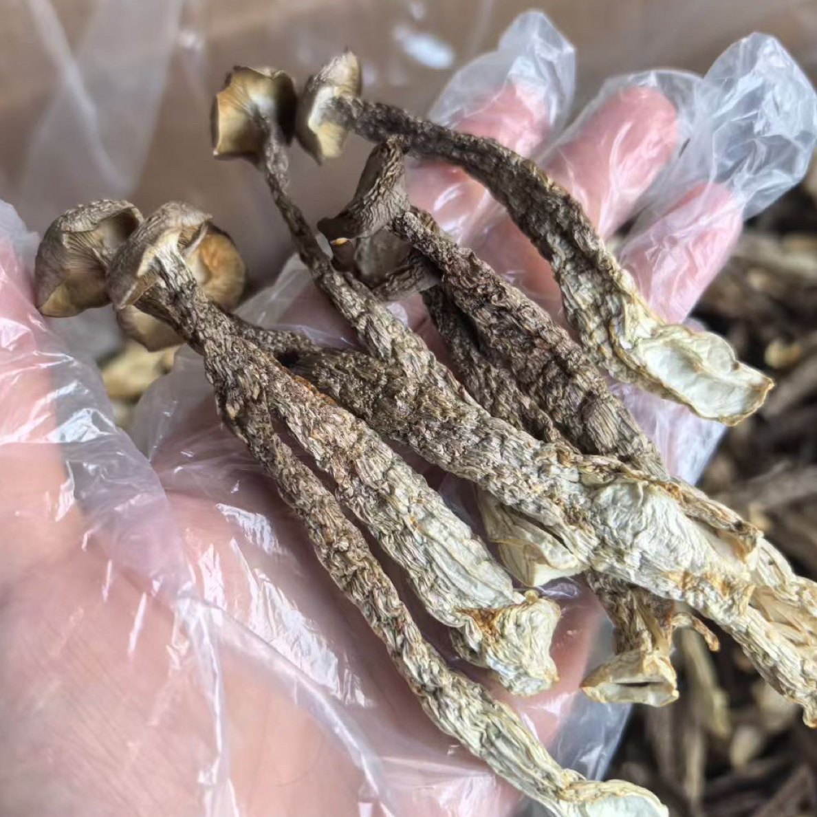 小吴丹家 鹿茸菇新货无硫无熏干货凉拌炒菜煲汤