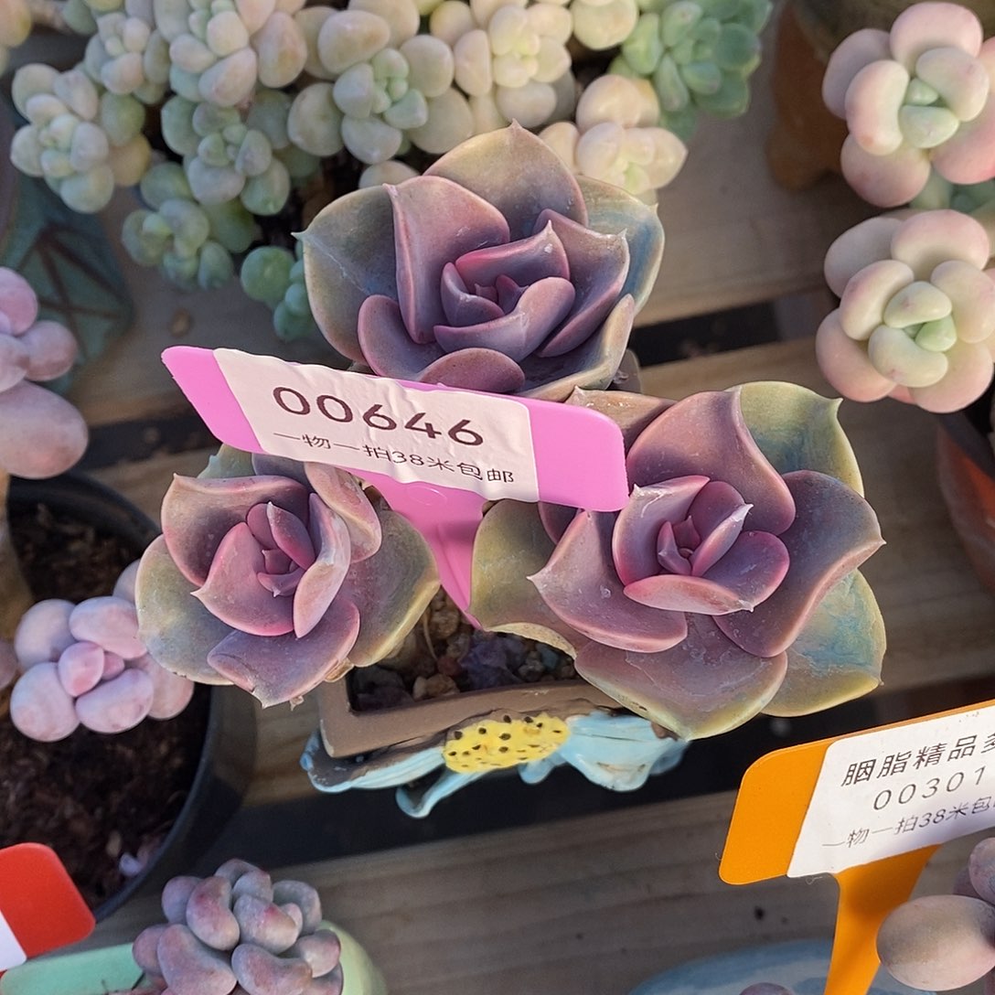 646透露婆婆咯咯莉莉咯哦