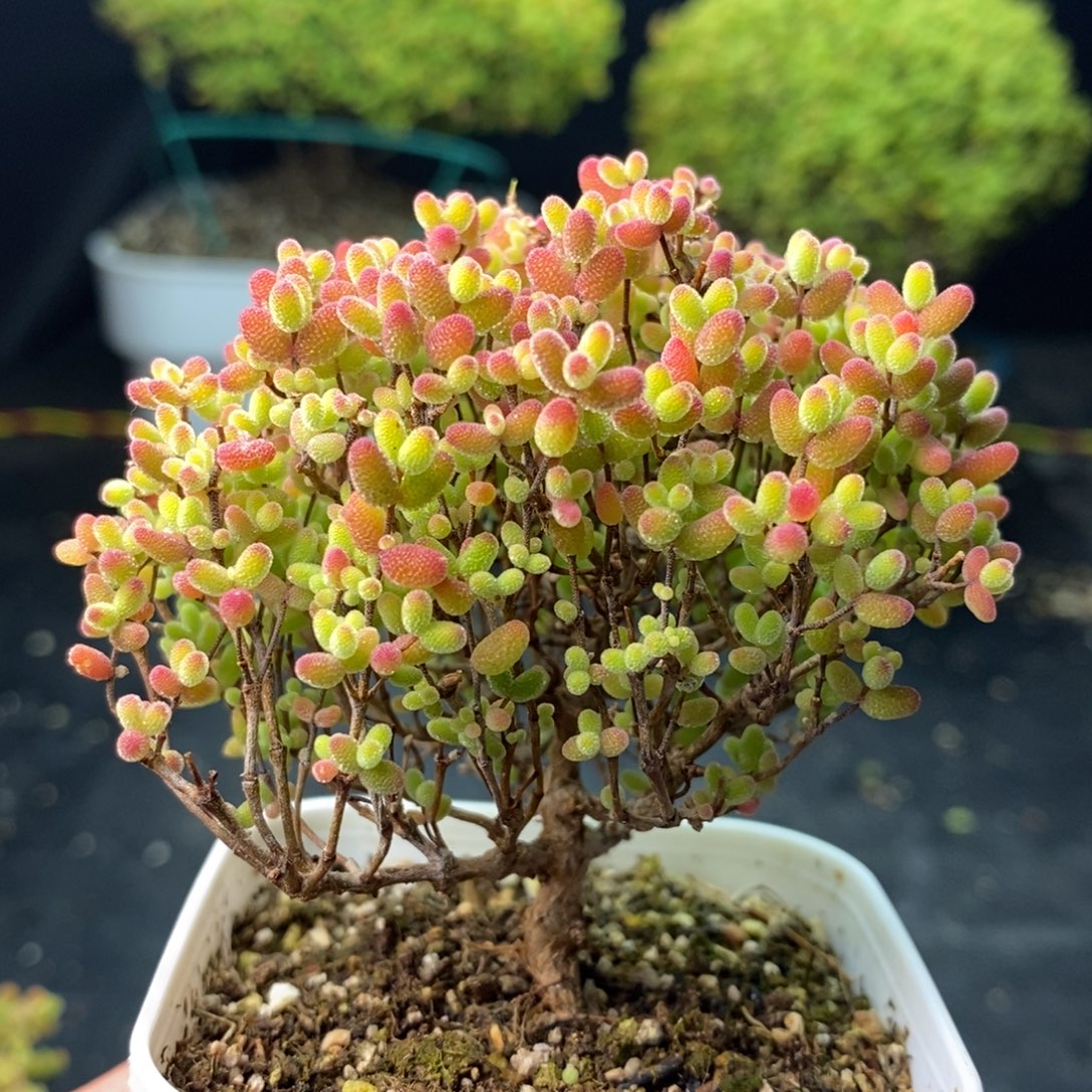 2036下播福利蜜橘糖球 。      