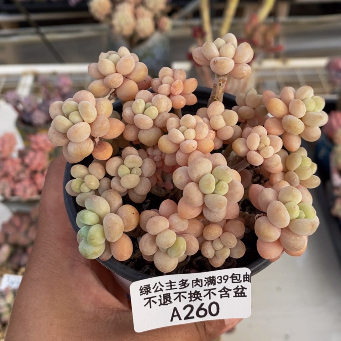 260鱼子酱多肉7c m