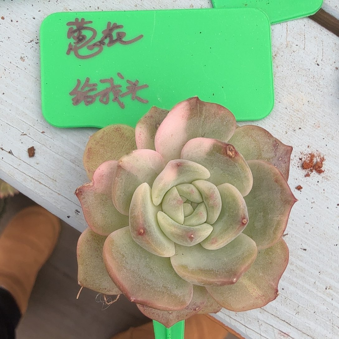 ****葱多肉锦，珍妮锦。多肉植物