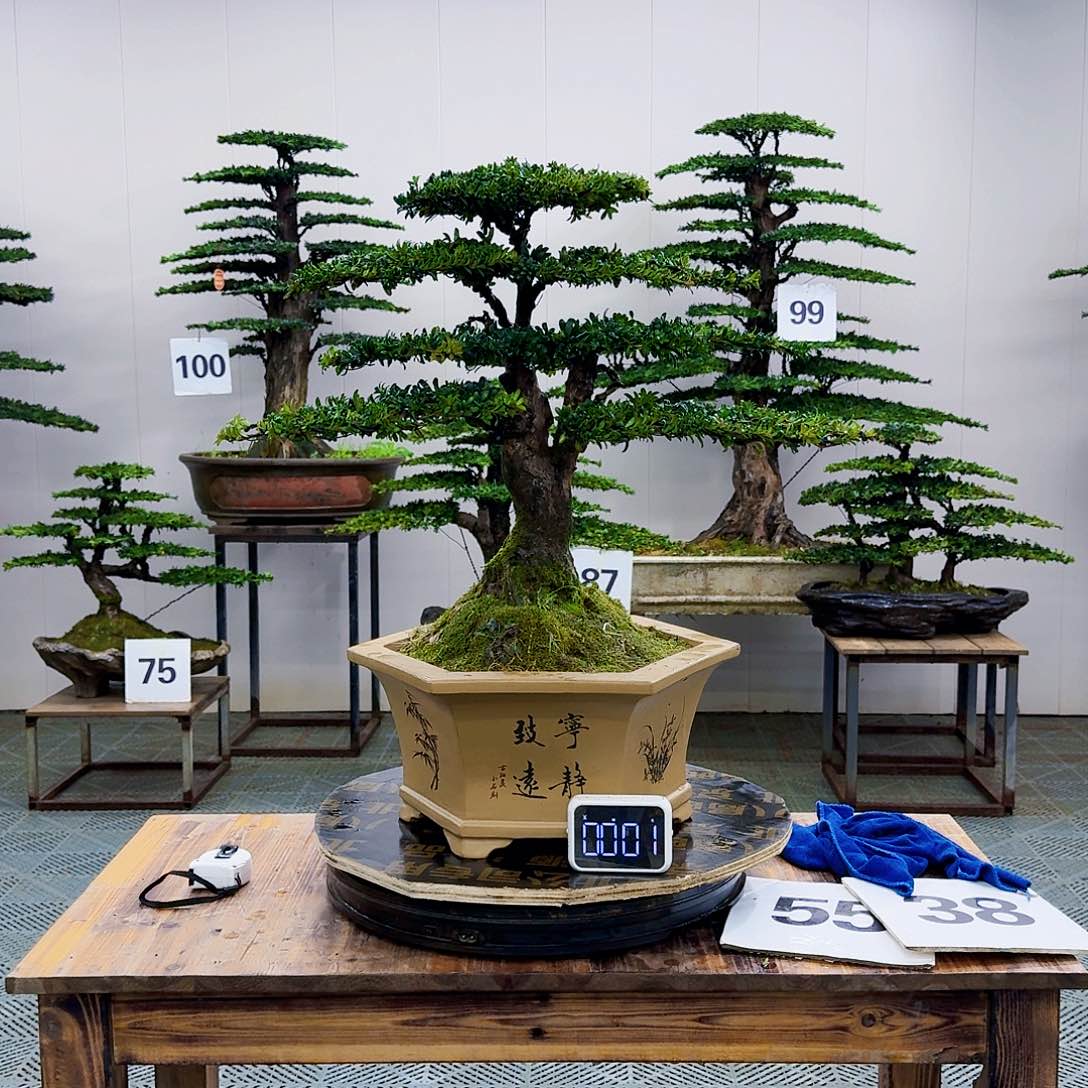 珍珠红芽罗汉松造型盆景