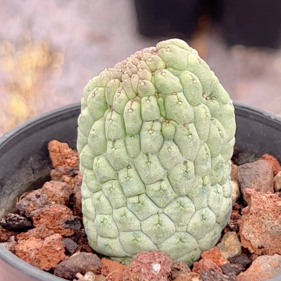 佛头玉自根仙人球