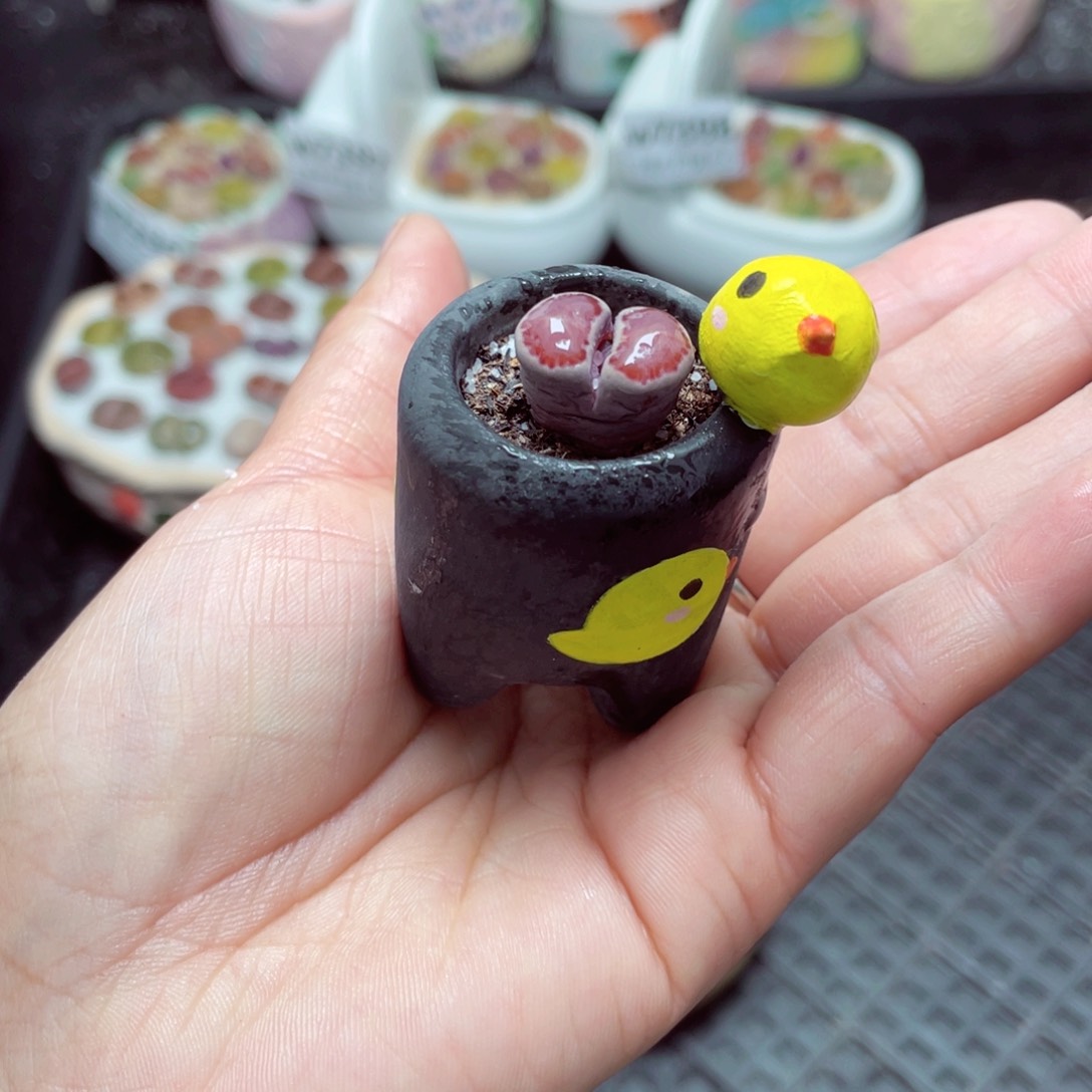 w7502 -零下地区拍保温箱-15支持寄养