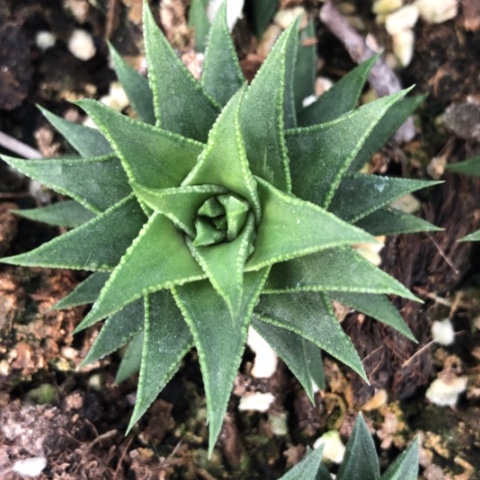 8**5松塔硬叶多肉植物