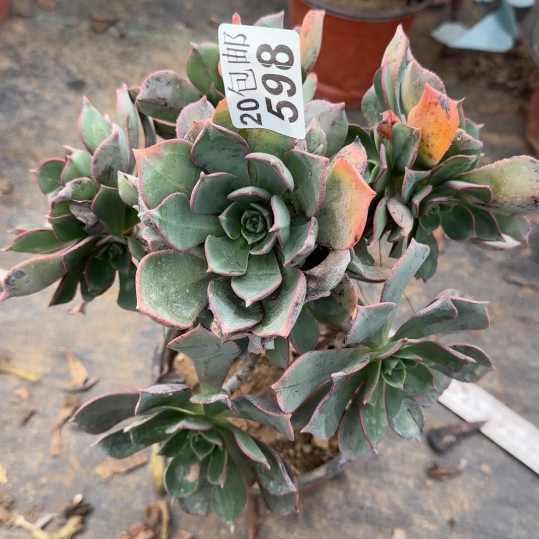 粉仙桃598满20包邮断枝不包会氧化黑斑