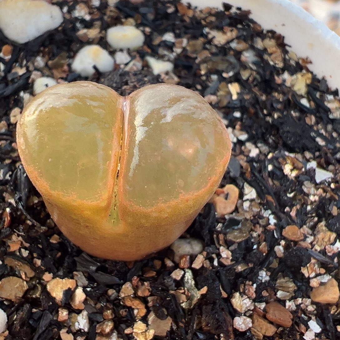 粉极窗多肉植物百科3