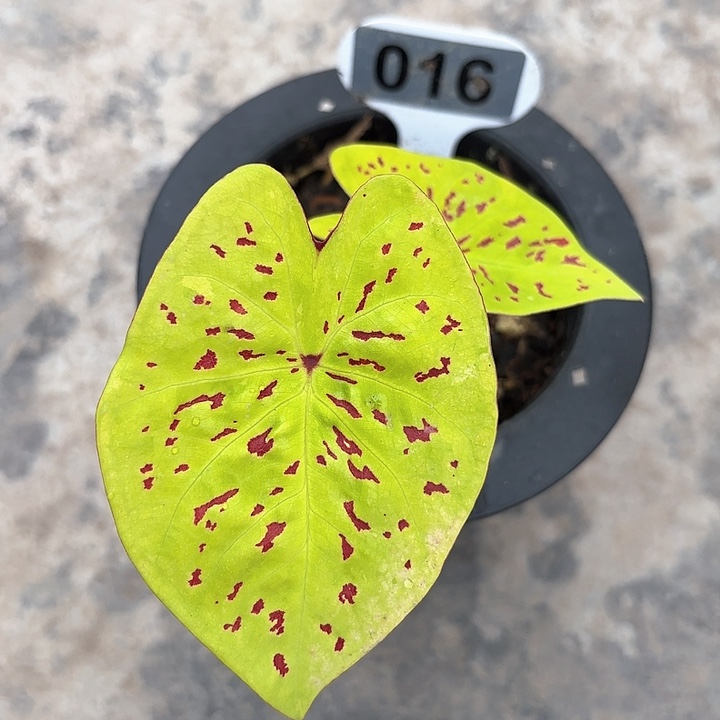 016-0208秋香彩叶芋广东现货