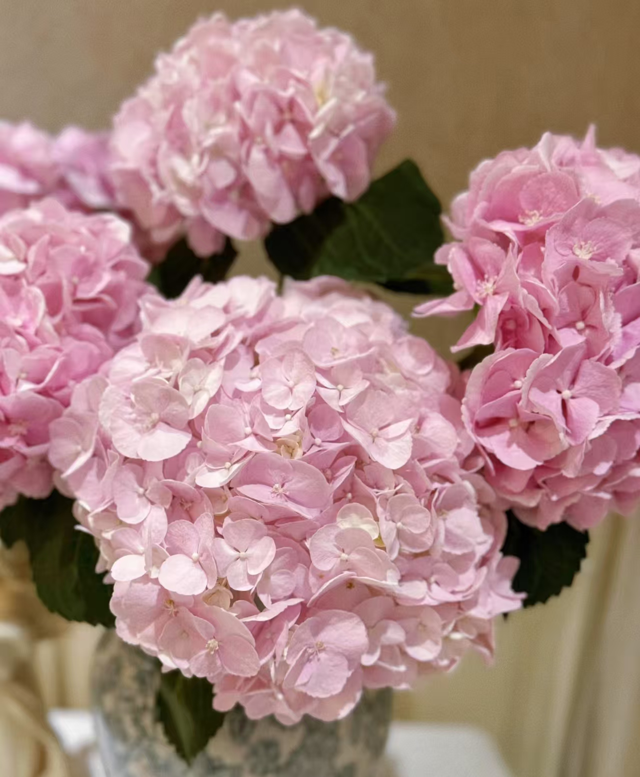 绣球花-鲜切花--云南基地新鲜现采现发-收到货需要醒花