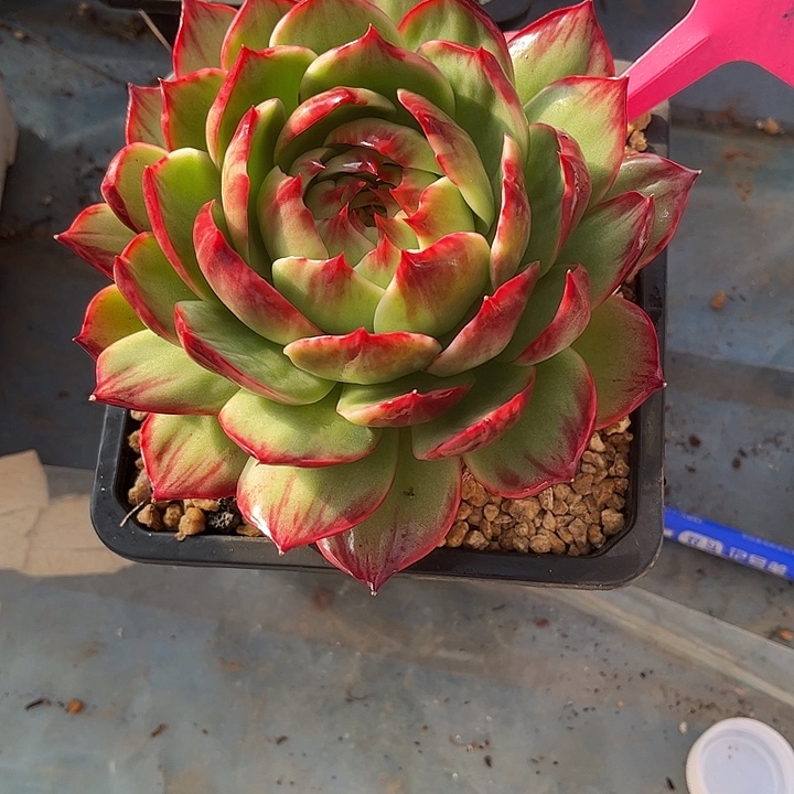 惊鸿仙子多肉植物199