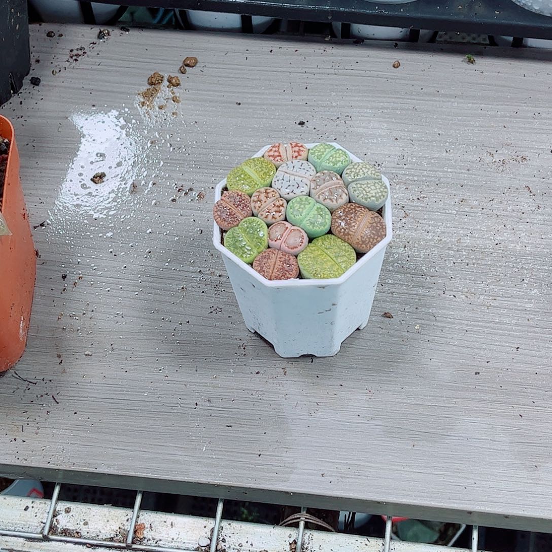 生石花玉露一勿一拍