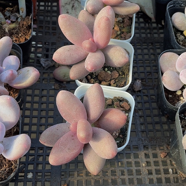 糖果美人带盆土发