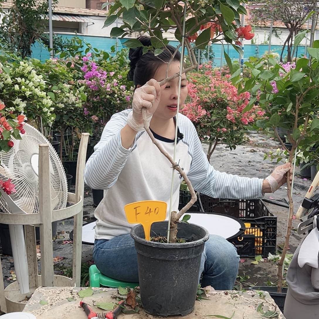 j***g大部分花苞少量开放F40佩德罗