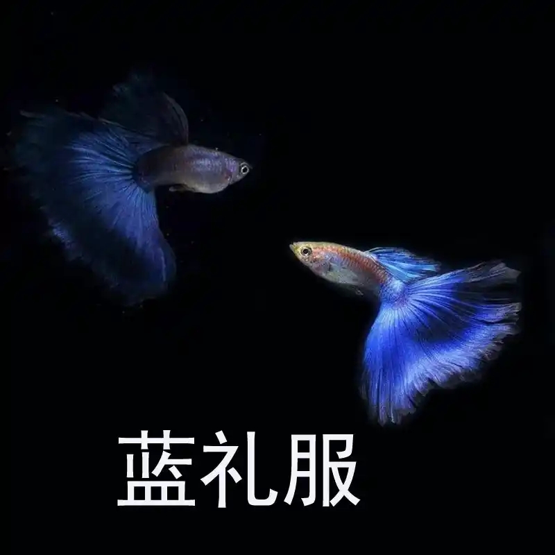 德系蓝礼服（种鱼）（入缸不赔付）下单就送鱼 支持现场挑鱼