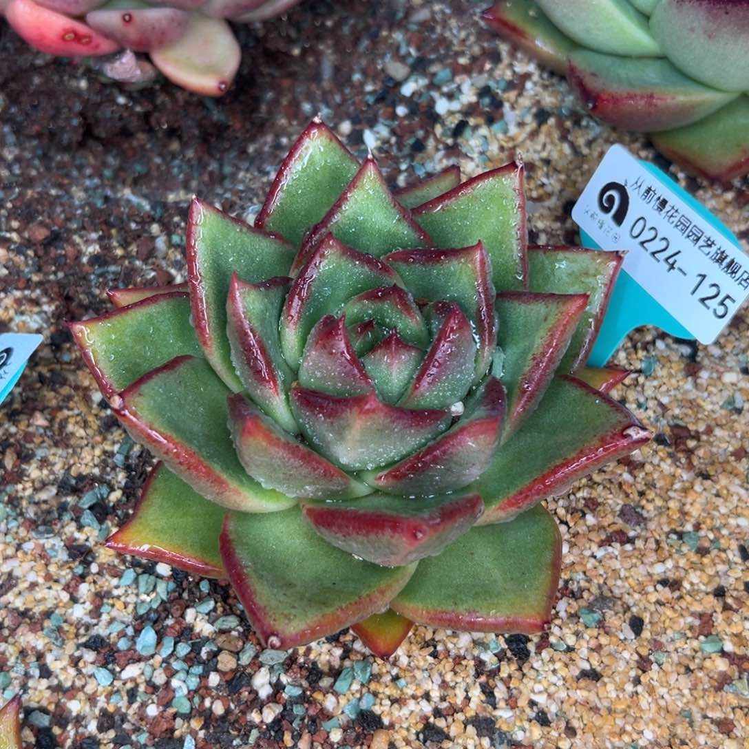 多肉一物一拍0224-125