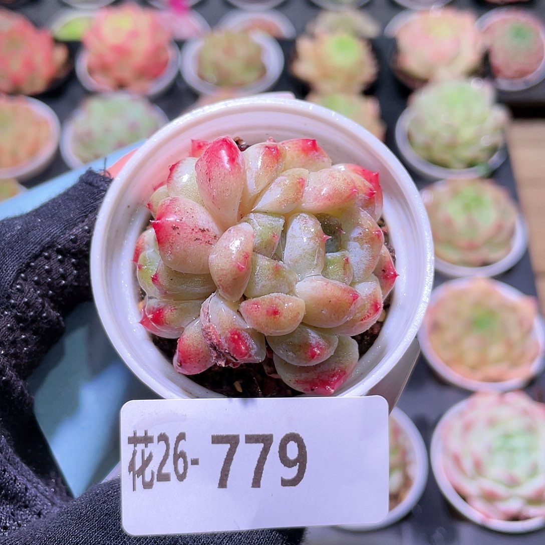 花利美26-779秘境冰魄