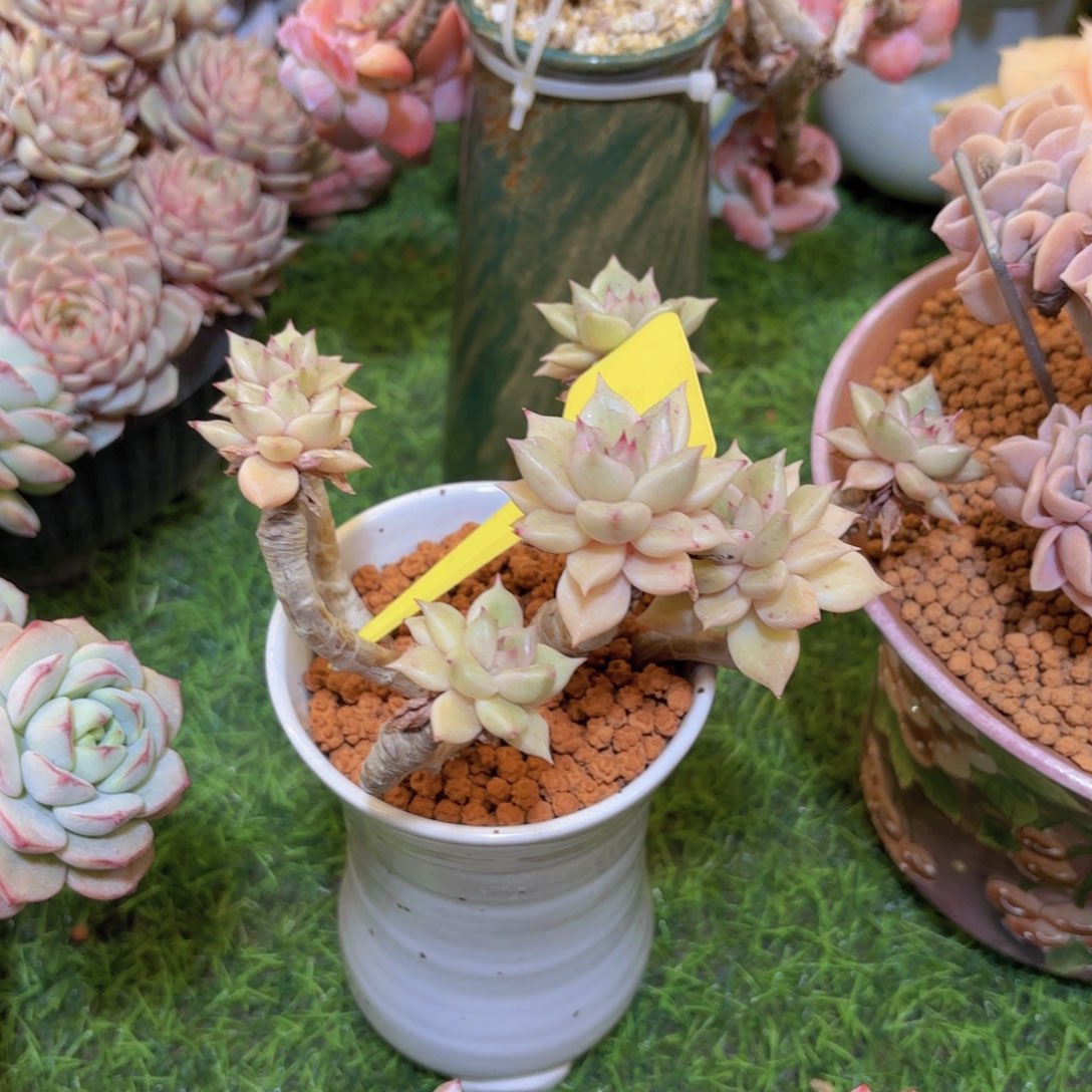 s***y云南金致家精品多肉