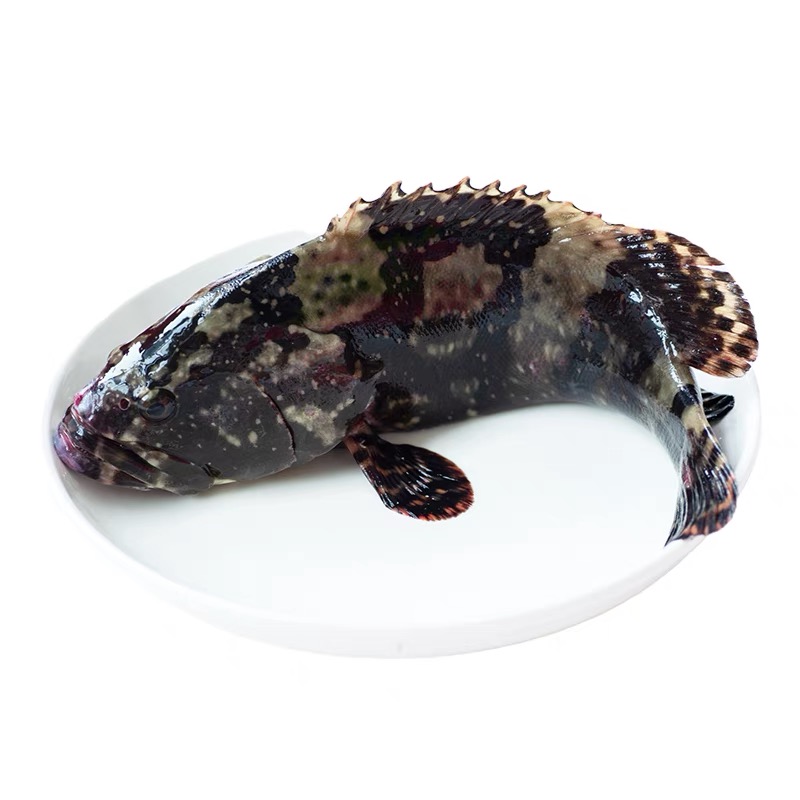 【小时达】断氧出水石斑鱼2条