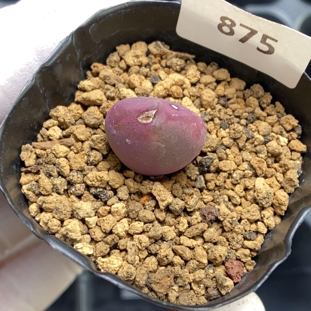 多肉植物肉锥杂交K-875 伤特