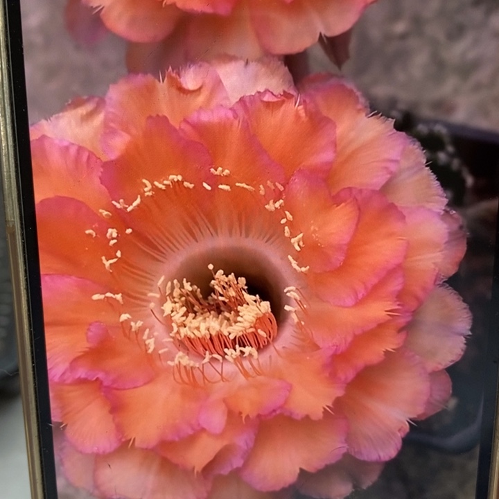 彩草心舞6.5公分左右