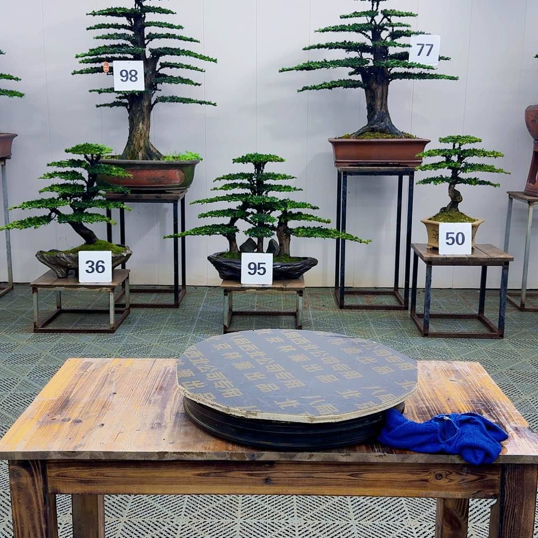 柏树松树造型盆景