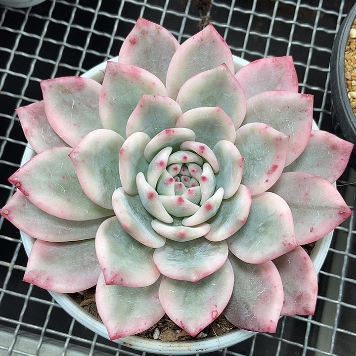 爱丽儿锦超大单头