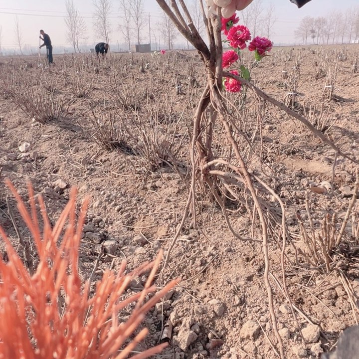 当前无花栽培后可以开花首案红
