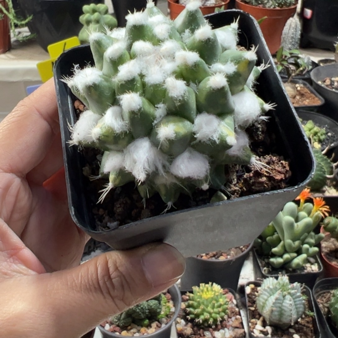 雪糕锦带盆1111111