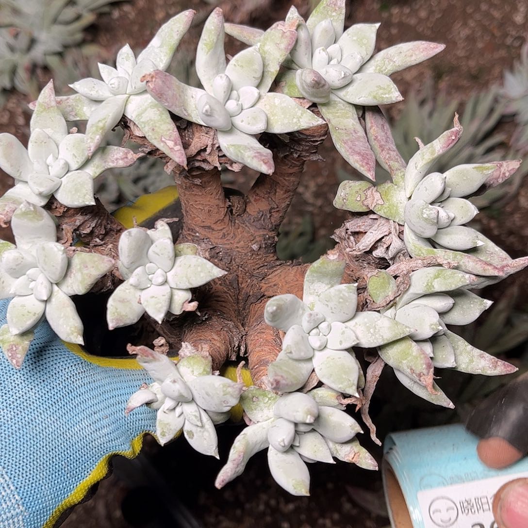 2691刘丹拇指仙女杯多肉