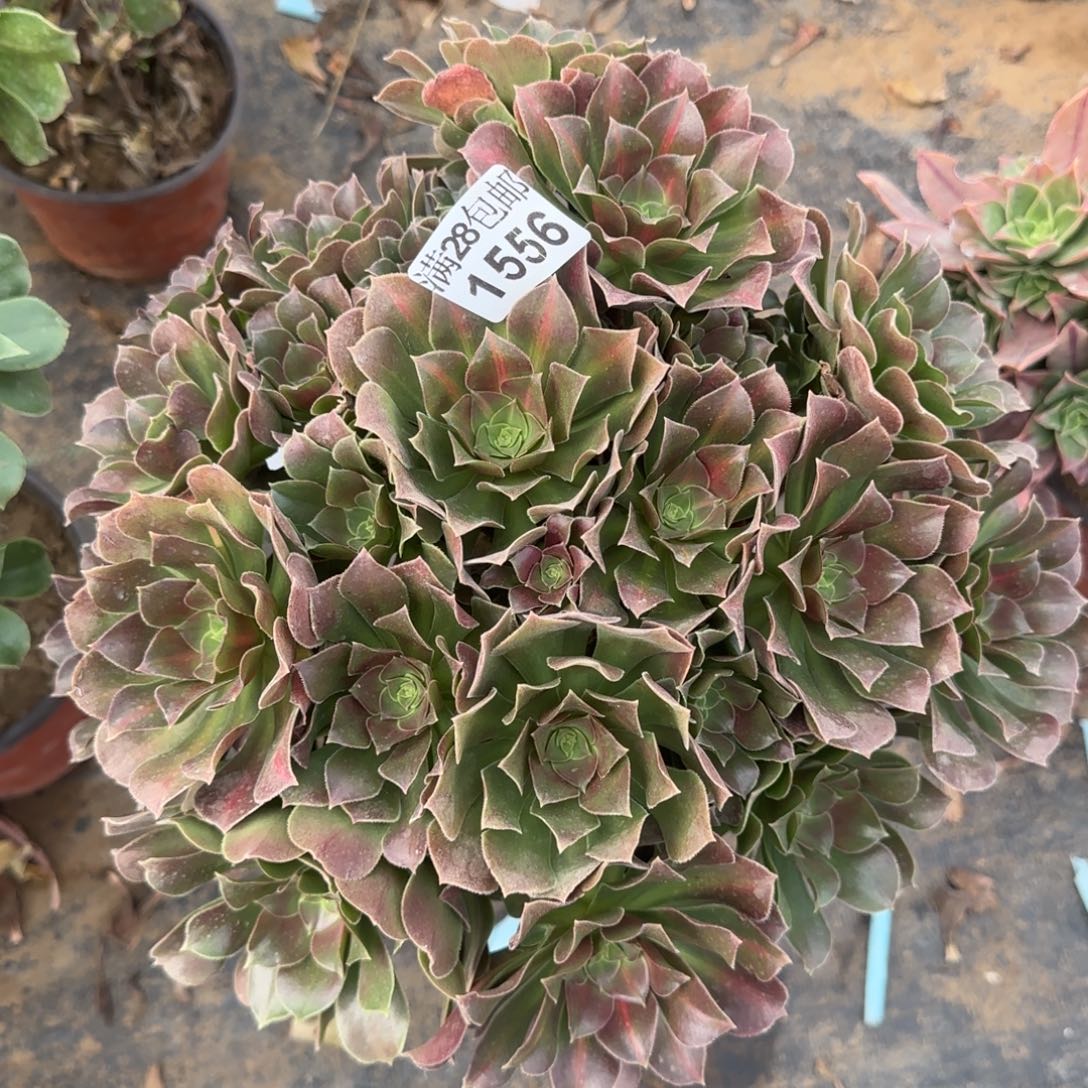 雅典娜多肉1556满28包邮断枝不包