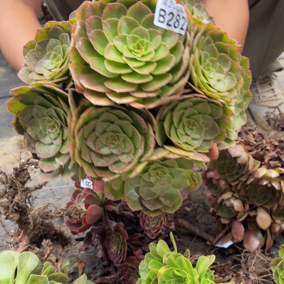 282多肉植物捧花的时候