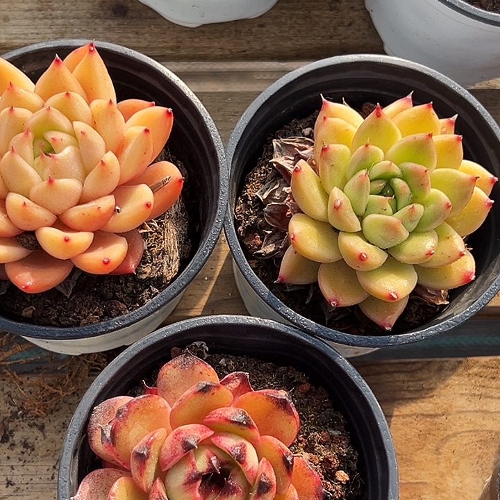 单头星空珍妮，单头春春珍妮，山果珍妮