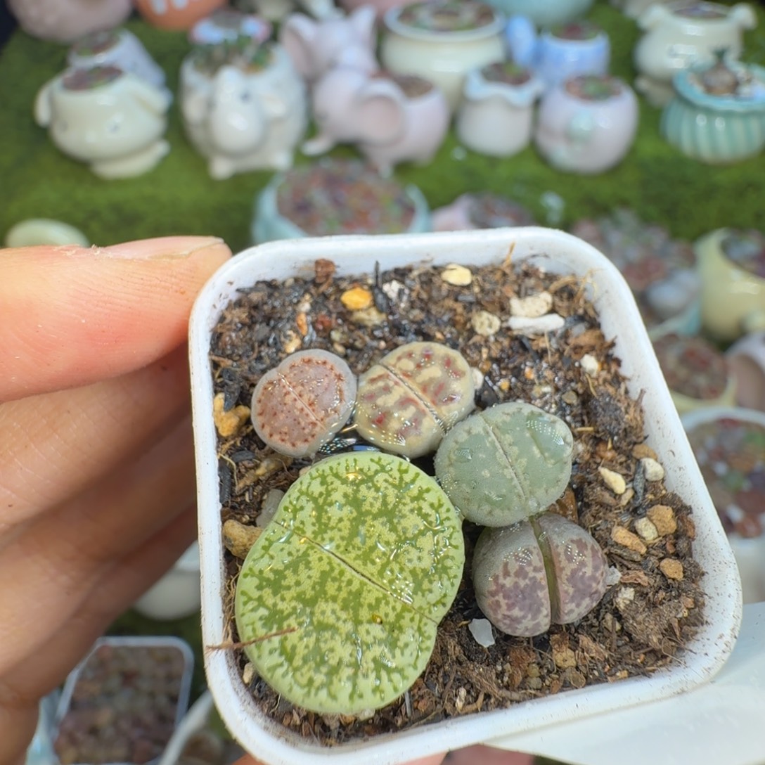 ****木多肉植物福利冲880