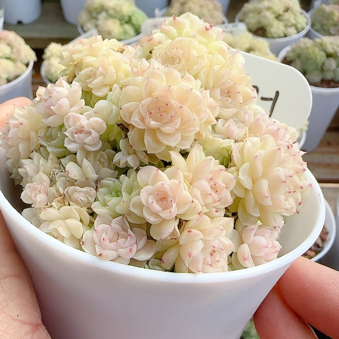 雪***子1202-44（fm-110-1）专拍